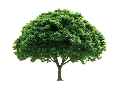 Fototapeta Lush green tree with dense foliage for environmental themes, cut out