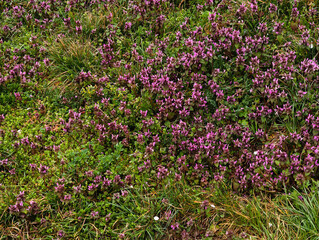 Red dead nettle blooming in a meadow in prague petrin gardens, copy space