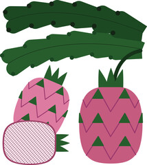Dragon fruit vector illustration