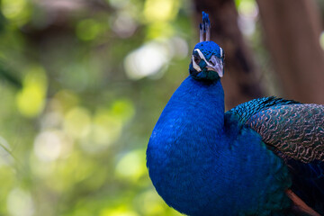 Close up shot of a peacock showing off its large train to attract females. 