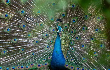 Close up shot of a peacock showing off its large train to attract females. 