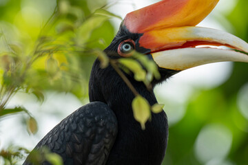 Close up portrait of a large forest hornbill - rhinoceros hornbill 
