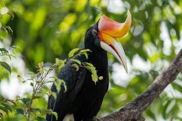 Close up portrait of a large forest hornbill - rhinoceros hornbill 
