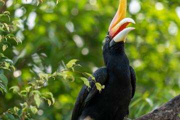 Close up portrait of a large forest hornbill - rhinoceros hornbill 