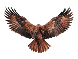 Naklejka premium Majestic bird of prey soaring with magnificent outspread wings, cut out