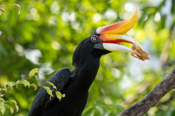 Rhinoceros hornbill having his meal 