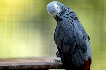 Portrait of an African grey parrot