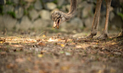 ostrich in the zoo looking for food