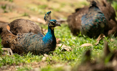 peahen in the park