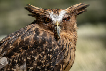 Close up portrait of a tawny fish owl which is a fish owl species. 
