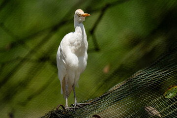 Close up portrait of cattle egret or heron. 