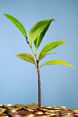 Plant growing out of coins