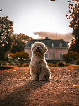 Hund