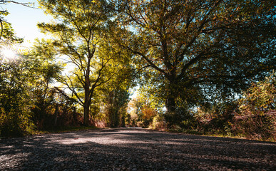 autumn in the forest