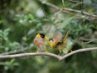 yellow and green bird