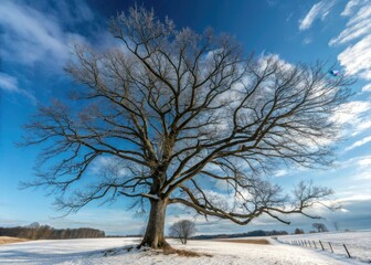 Majestic winter trees stretch across a clear blue sky, perfect for your text. Nature photography.
