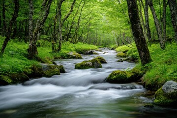 Obraz premium Lush green forest surrounds a flowing river with mossy rocks