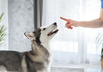 A Siberian husky lifts its head and looks toward a pointing hand in a bright room. The interaction...