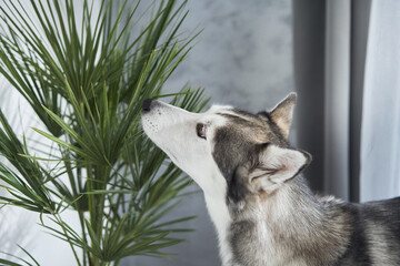 A Siberian husky sniffs a houseplant near a window with a gray curtain. The dog appears attentive and curious in a modern indoor setting. © Anna Averianova