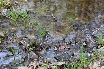 Flooded forest floor with grass and mud	