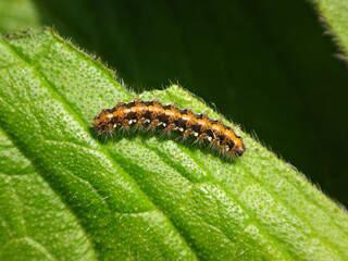 Jersey tiger moth (Euplagia quadripunctaria), caterpillar on a tree echium leaf