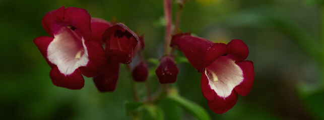 Colorful red flowers blooming in a lush garden during springtime afternoon