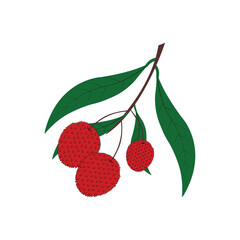  Lychee Fruit Branch with Leaves Illustration Isolated on White