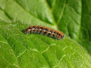 Jersey tiger moth (Euplagia quadripunctaria), caterpillar on a tree echium leaf