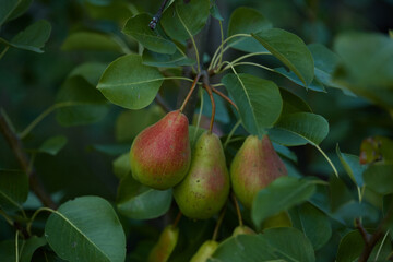 Pears growing on a tree branch surrounded by lush green leaves in a serene outdoor setting during daylight