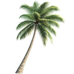 Leaning tropical palm tree, natural and realistic, cut out