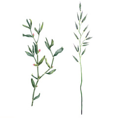 Herbs of knotweed and wild oats with stems and leaves isolated on white background. Realistic botanical illustration on watercolor style. Кnotweed with flowers. Clipart