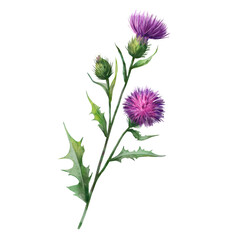 Pink and violet thistle flowers with stems and leaves. White background. Watercolor drawing. Isolated illustration. Handcrafted, on white background. Clipart. Botanical illustration. Medicinal plants.