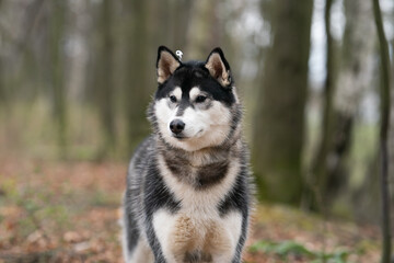 cute siberian husky dog detail of head