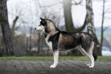 Siberian Husky female show quality