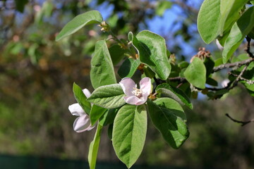 Quince blossoms.