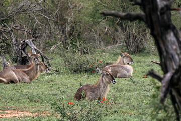 Waterbuck females resting lying in the green grass in african savanna. Kruger National park, South Africa