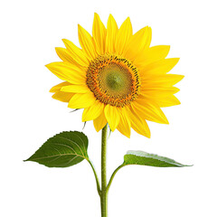 Obraz premium isolated transparent Background. vibrant sunflower with bright yellow petals and green stem, radiating beauty and warmth