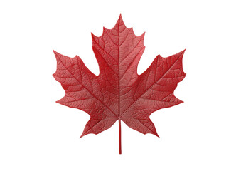 isolated transparent Background. single elegant maple leaf in deep red and orange, showcasing its intricate texture and beauty
