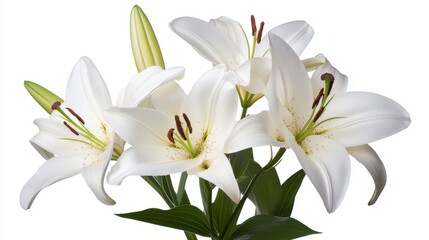 Fototapeta premium Elegant White Lilies: A stunning cluster of pristine white lilies with delicate petals and vibrant green stems, showcasing the exquisite beauty of nature's artistry.