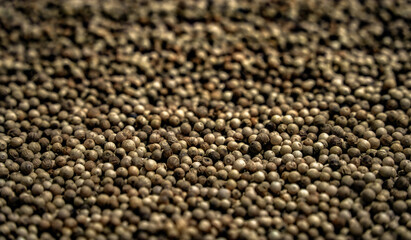 Abstract background view of Coriander Seed or Dhania Seed Heap, Also Known as Chinese Parsley or Cilantro	