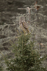 Great Gray Owl