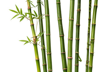 Obraz premium Bamboo Stalks isolated on a transparent background.
