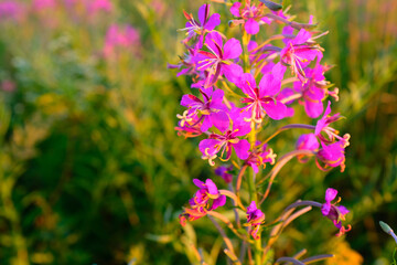 Fototapeta premium Fireweed Wildflower in Full Bloom – Vibrant Pink-Purple Flowers in a Meadow Bathed in Golden Sunset Light for publication, poster, calendar, post, wallpaper, cover, website. High quality photography