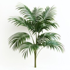 Obraz premium Exotic palm tree with long arching leaves, isolated for design use