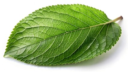 Green leaf on white background.