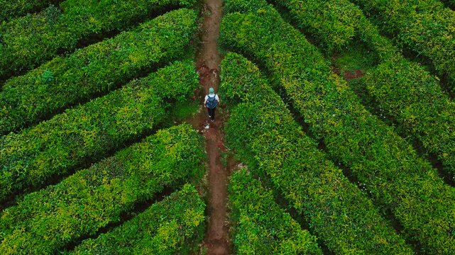 Rancabali Tea Plantation near Bandung in West Java, Indonesia..