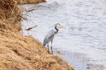 Great blue heron, ardea cinerea, standing on the shore of a lake on a spring day in Iowa. 