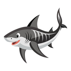 vector illustration of a shark