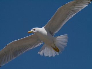 A seagull soars through a clear blue sky, its wings gracefully spread wide. The bird's white...