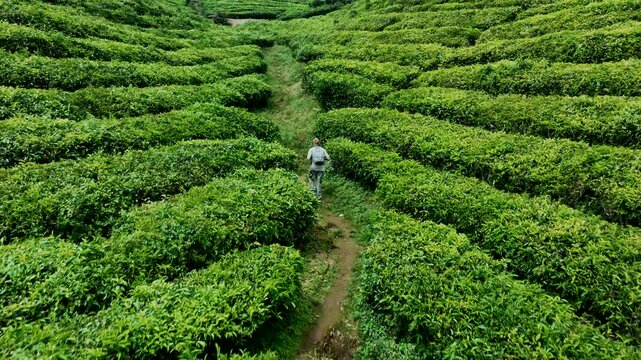 Rancabali Tea Plantation near Bandung in West Java, Indonesia..